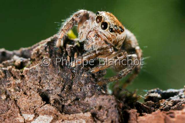 Salticidae_0276.JPG - France, Araneae, Salticidae, Araignée sauteuse ou Saltique (Evarcha arcuata), juvénile, Jumping spider